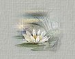 Water Lily