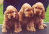 rougef2.jpg (23997 octets)